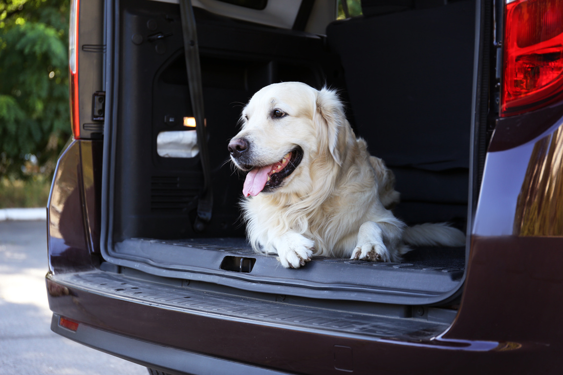 Labrador Dog in Back of Car